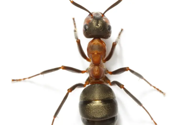 ants
