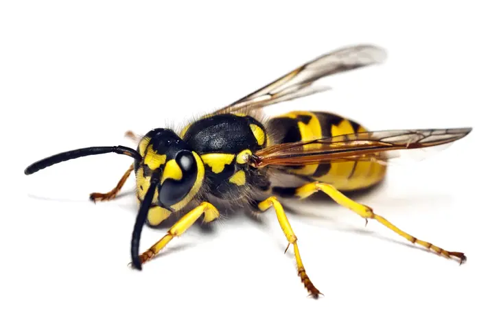 wasp