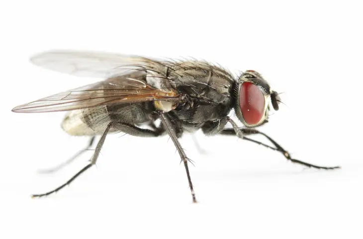 Mouche