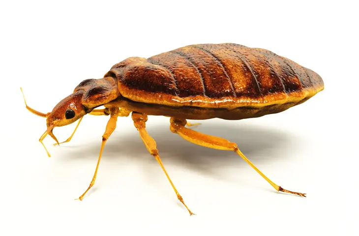 bedbugs