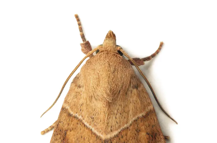 mites