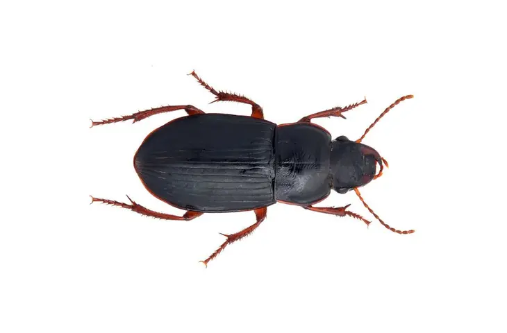 Carabide