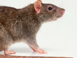 rat