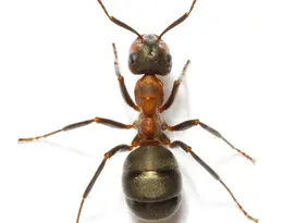 ants