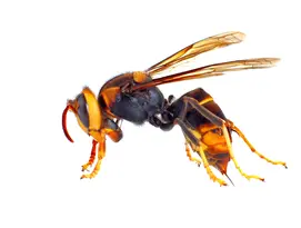 hornets