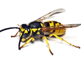 wasp