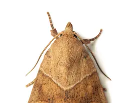 mites