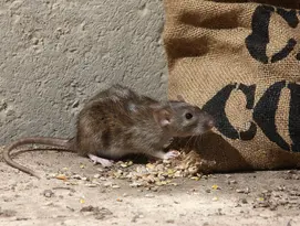 rat