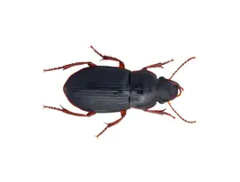 Carabide